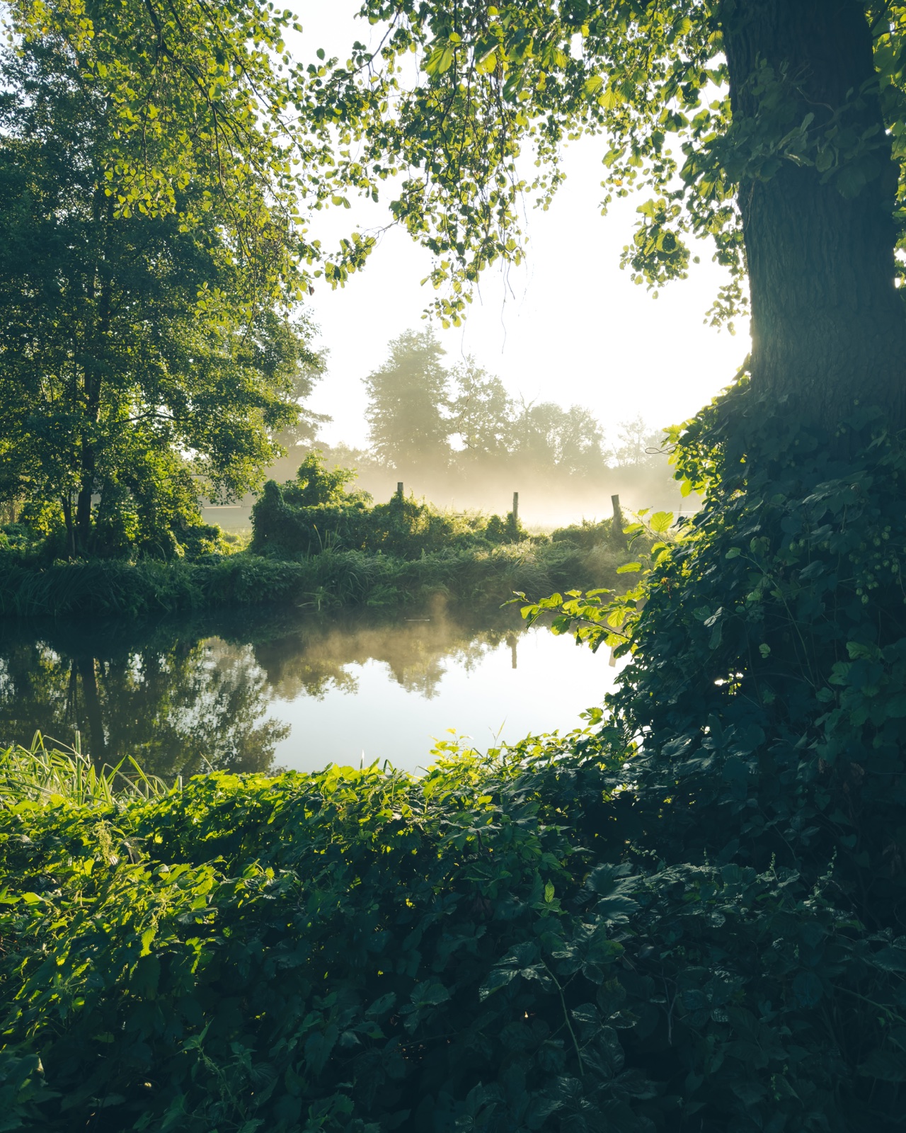 Ein ruhiger Wasserlauf im Morgenlicht, umrahmt von Bäumen